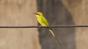 Chestnut-headed Bee-eater Bird Catches On Cable Stock Footage Video (100% Royalty-free) 3644721079 | Shutterstock