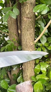 Gardening tips 🌲 | Adi Surya