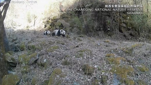 Conservation efforts and improving environment in northern China's Qinling mountains in Shaanxi province is helping to boost the giant panda population in the wild. In March and April 2024, cameras in the forest spotted separate pairs of a giant panda mom with her cub ambling through the Changqing National Nature reserve. #ChinaBiodiversity #PlanetMatters | CGTN Global Watch