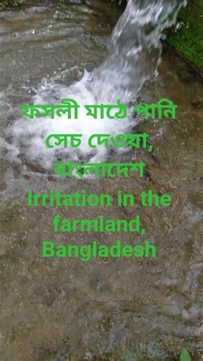 ফসলী মাঠে সেচ দেওয়া Irrigate in the crop field #পনি #চাষবাস #irrigation #cultivation