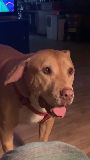 Dog Aural Hematoma Recovery: Letting It Heal Naturally