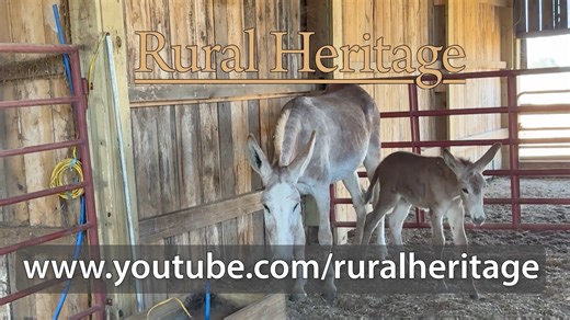 𝗣𝗿𝗲𝗺𝗶𝗲𝗿𝗶𝗻𝗴 𝗮𝘁 𝟲 𝗮.𝗺., 𝗦𝘂𝗻𝗱𝗮𝘆, 𝗗𝗲𝗰. 𝟮𝟭, 𝗼𝗻 𝗬𝗼𝘂𝗧𝘂𝗯𝗲: 𝗥𝗮𝗶𝘀𝗶𝗻𝗴 𝗗𝗼𝗻𝗸𝗲𝘆 𝗝𝗮𝗰𝗸𝘀. We visit John Coley and Robert Kidd where they are raising horses, mules and donkeys. They show us several of the donkey jacks they have on hand and discuss their characteristics. https://youtu.be/Q5nbBb8Yv5M | Rural Heritage Magazine