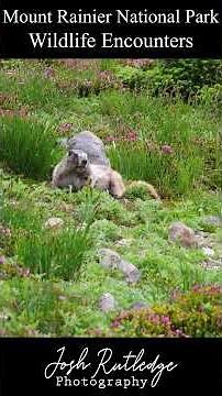 Mount Rainier Wildlife #wildlife #nature #nationalpark