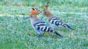 Eurasian hoopoe (Upupa epops) Europe, Asia, Africa. | BIRDS & Nature