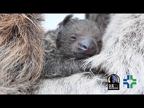 Slow Clap: Our Baby Sloth Is Finally Here!