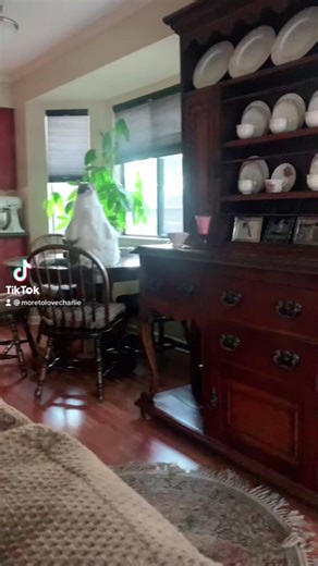 Reposting Charlie’s very first viral video!!! I’m case you might have missed it ❤️ he looks way bigger than he is in this video!! #vralvideo #charlie