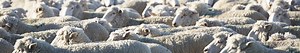 Target Sheep - Pre-lambing