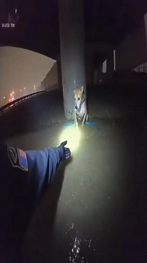 Dog Rescued by cops #Respect #savelives #rescuedog #bodycam #help #cops #rescue | Rescue By Cops