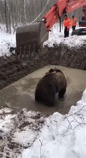 Grizzly Bear Rescued from Mud Pit | Dramatic Wildlife Rescue #rescue #animals