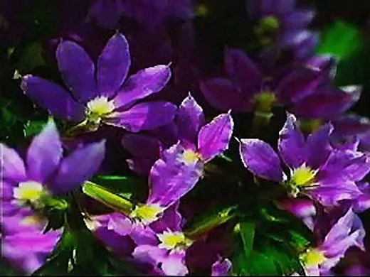 Baby Einstein - Language Nursery (2001) - video Dailymotion