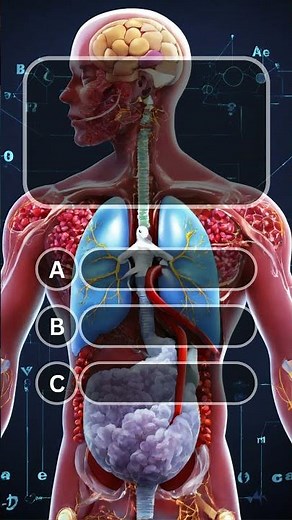 "Fertilization & Female Hormone Quiz 🤰🧬 | Human Body Challenge"