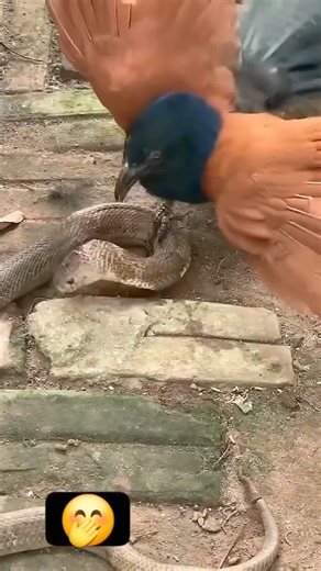 82K views · 170 reactions | Bird Eating a King Cobra #PredatorPrey #WildlifeRivalry #SnakeHunter #AvianVsReptile #NatureShowdown #FeatheredFoe | Life’s Heartwarming Tales | Facebook