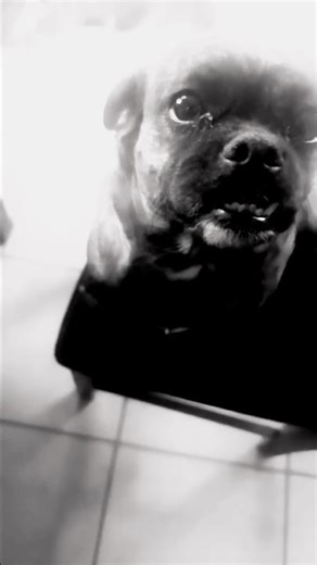 Ferrari ist da: Gib IhM Shirin David #dog dance #extrafaked #musik #deutschrap #hiphop