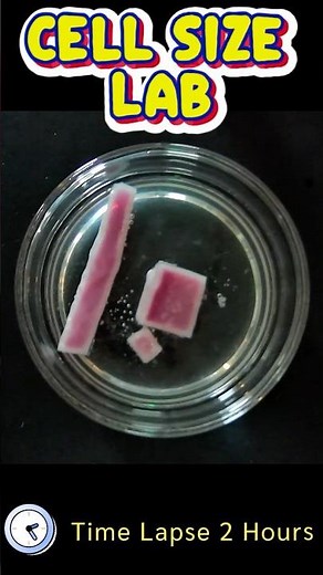 🧪 Why Are Cells So Small? Surface Area-to-Volume Ratio Explained