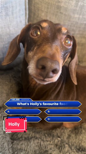 Who wants to be a millionaire?! Answer in the comments!! #fyp #dog #quiz #dogsoftiktok #dachshund