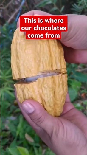Sweet native cacao from Iloilo Philippines 🇵🇭