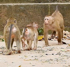 14K views · 918 reactions | Very Comical Angela Trying To Feign Rainbow Using Baby LEO, Baby LEO Having Big Fun With Dawn & Amber,. | Story History | Facebook