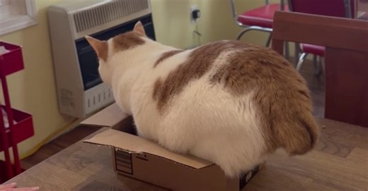 All You Need to Know About a Cats Brain