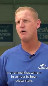 29K views · 916 reactions | As a proud partner of the Southeast Stranding Network, we’re happy to share an update on the baby dolphin rescued on July 20th at Clearwater Beach. | SeaWorld | Facebook