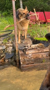 More adventures at the cottage 🌲 I think this breed of puppy takes to swimming pretty naturally but it still took a while and in the end not sure if that was a jump, or a fall! Either way, he’s comfortable now in the water ❤️ | Smiley