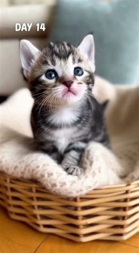 Day 1 to Day 30: Kitten Growth Timelapse#GrowthJourney #Timelapse #kittenlife