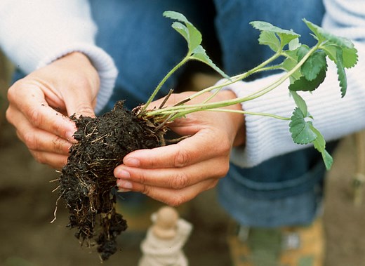 Plantation de fraisiers sur bâche : guide complet pour réussir