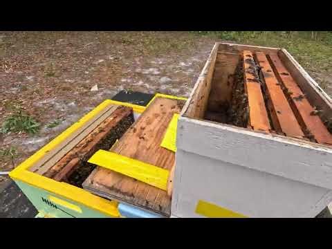 The Start of My Beekeeping Journey