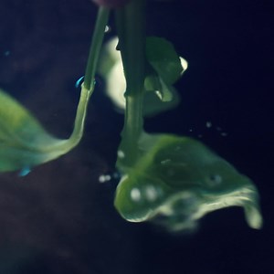 2.2M views · 833 reactions | Experience cooking without limits: Our new Generation 7000 Induction Cooktop. | Miele | Facebook