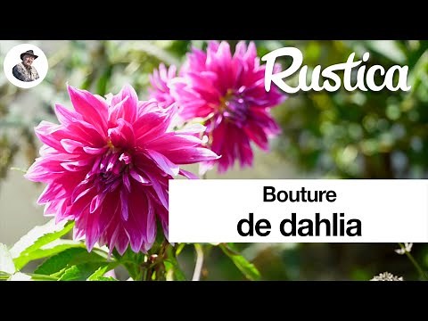 Propagating a dahlia