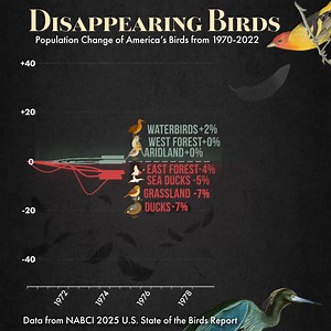 A sobering fact: We’ve lost around 3 billion birds in North America since 1970. A new report (StateOfTheBirds.org) offers a snapshot of the struggle of several groups, including those that live in grasslands, eastern forests, western forests and arid lands. All told, about 1 in 3 American bird species need our help. We're fighting to save birds and other wildlife. Join us at SaveLifeOnEarth.org | Center for Biological Diversity