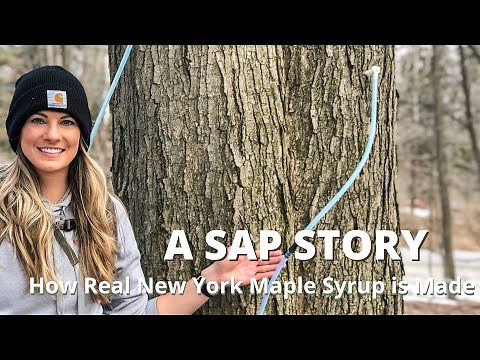 How Real New York Maple Syrup is Made!