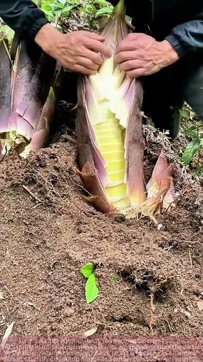 Harvesting Fresh Bamboo Shoots – Watch How This Farmer Unearths Delicious Spring Delicacies!