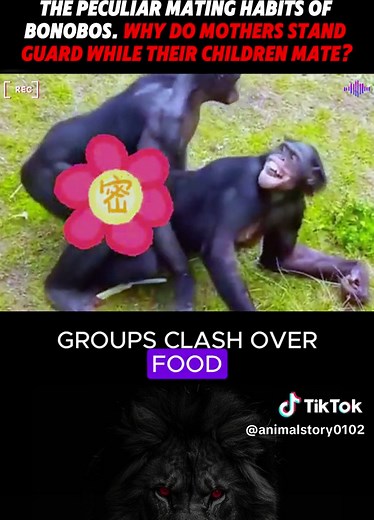 The Peculiar Mating Habits of Bonobos. Why do mothers stand guard while their children mate? #fyp #foryou #tiktok #usa #animal #wild #wildanimals #fy #longervideos