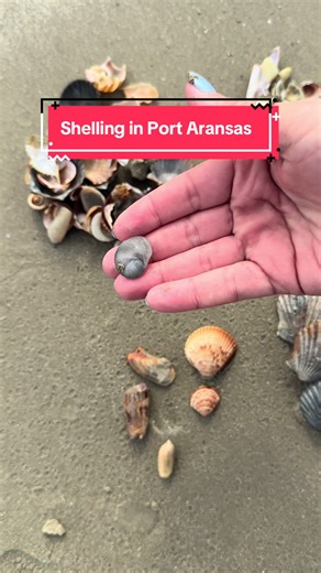 Late to post, but here’s some shell finds from last week in Port A! I never keep live shells, or live creatures of any sort. I also don’t keep every single shell I show. I just love the peacefulness of shelling, and want to show yall my finds. Thanks for coming along with me 🐚 #portaransas #shelling #texasbeaches #seashells #relaxing