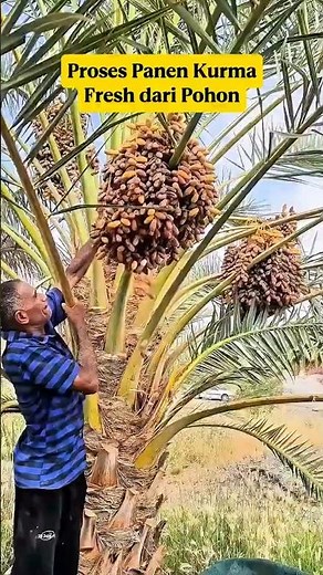How Millions of Dates Are Harvested‼️ Fresh Date Harvest You Need to See⁉️
