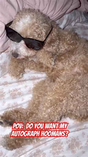 King Asher here #dog #dogshorts #cute #animals #animallovers #pets #cute #cutedog #cockapoo #shorts