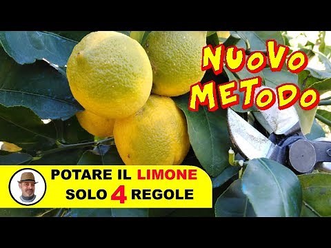 POTARE IL LIMONE SOLO 4 REGOLE