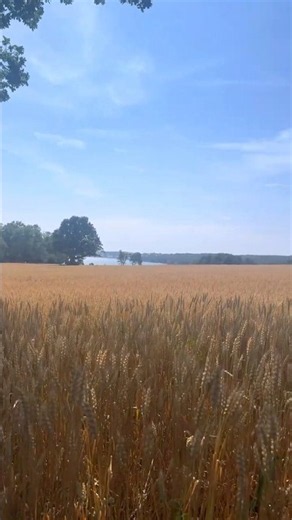 Norway’s Golden Summer 🌾🇳🇴