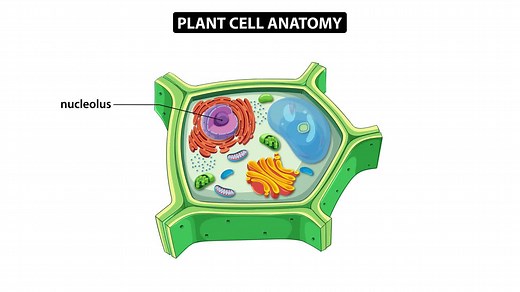 Animation illustrating plant cell components with labels, highlighting organelles and structures in a clear, educational style | Premium Stock Video Footage