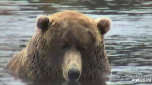 Brooks Falls Brown bear- #480- Otis demonstates the fine art of how senior bears eat salmon with fewer teeth. Don't you just love him! . 𝐂𝐨𝐮𝐫𝐭𝐞𝐬𝐲 𝐨𝐟 𝐞𝐱𝐩𝐥𝐨𝐫𝐞.𝐨𝐫𝐠 You can watch the bears live daily at: https://explore.org/livecams/brown-bears/brown-bear-salmon-cam-brooks-fallsFor more information on Katmai National Park & Preserve visit: www.facebook.com/KatmaiNPP https://www.nps.gov/k747 | Travel Guide Book