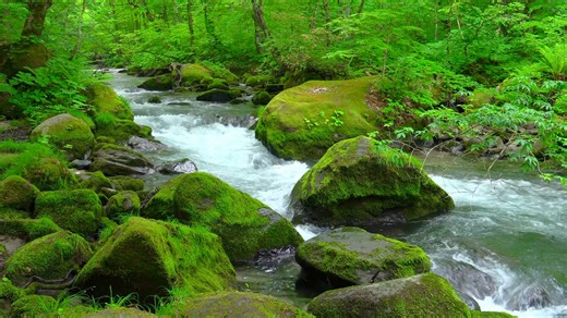 Stream, Waterfall, Nature. Free Stock Video