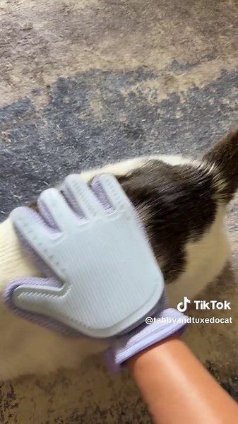 There’s no better way to groom your cat… this pet grooming glove works well and our cats love it 😊 #groominggloves #cats #catbrush #petgroomingtools #tiktokshopfinds