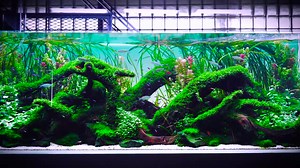 ADA 2019水族造景高清欣赏