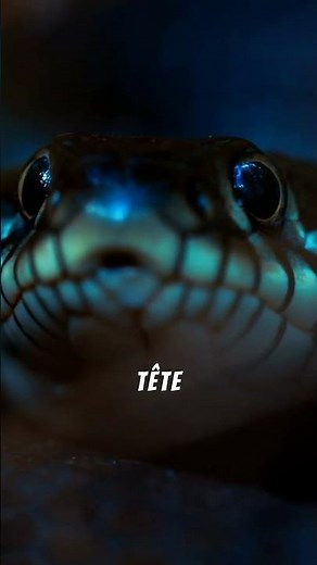 A la rencontre des vipères, prédateurs discrets de nos régions