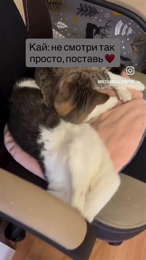 Поставьте булочкам ❤️ #веселыекоты #булочки #котики