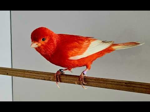 Redfactor Canary Breeding Season 2026 (video 1)