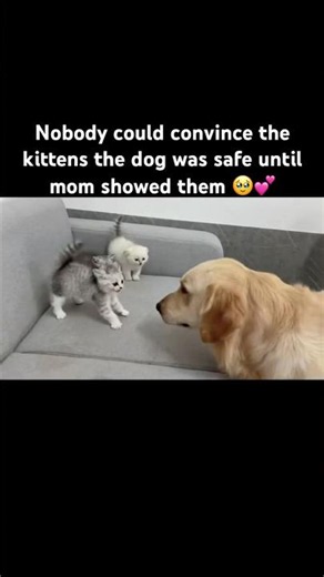 The Kittens Hissed at Him… Then Mom Cat Showed Up 🥹❤️