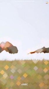 Turkey bird.....🦃 #shorts #viral #turkey #turkeybird #turkeyseason #animals #reels #Interesting #Facts #Amazing #Facts #Unbelievable #Facts #Unknown #Facts #Fun #Facts #Random #Facts #Shocking #Facts #random #fact #series #science #facts #history #facts #animals #facebookreel #facebook #factrelated #trendingreels #smartanimals #crocodile whales #whale #whalewatching #sealife #whaleshark #whalewatch #mamalife #seaanimals #seacreatures #bluewhale #animals #wildlife #dangerous #wildanimals #amazon