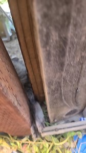 20K views · 154 reactions | #ACOTales We have an Animal Control...