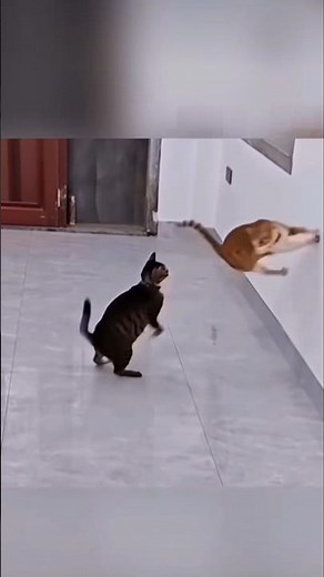 CATS Gone John Seymour